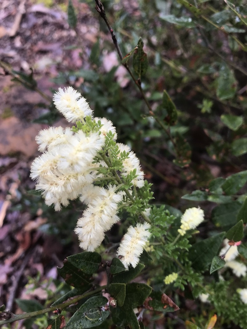 Acacia varia var. varia photo 2