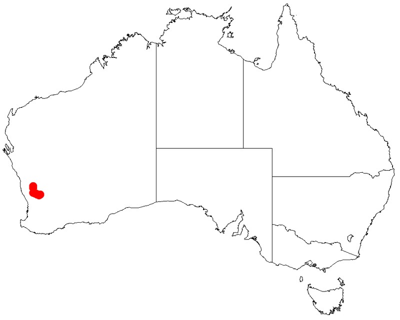 Acacia vassalii