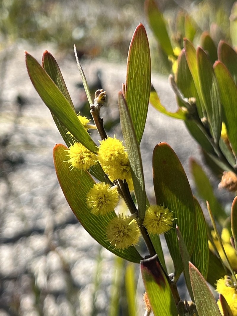 Acacia venulosa photo 2
