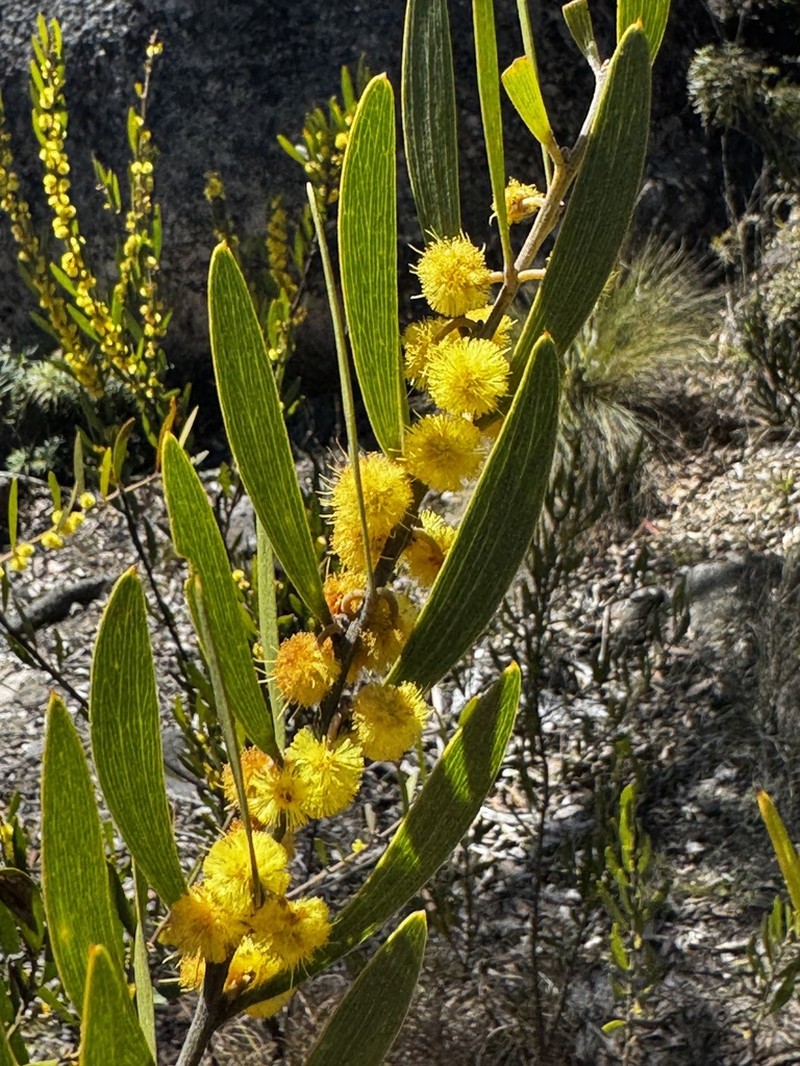 Acacia venulosa photo 3