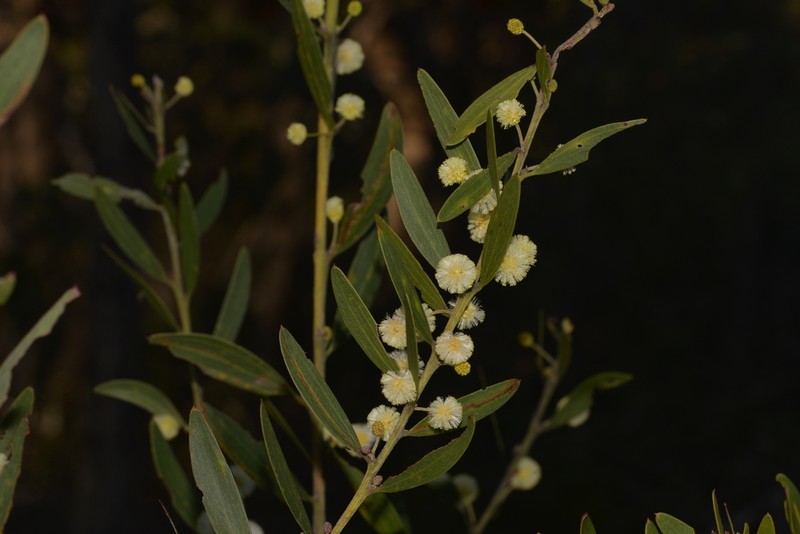 Acacia venulosa photo 4