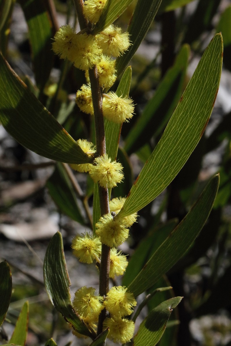 Acacia venulosa photo 5