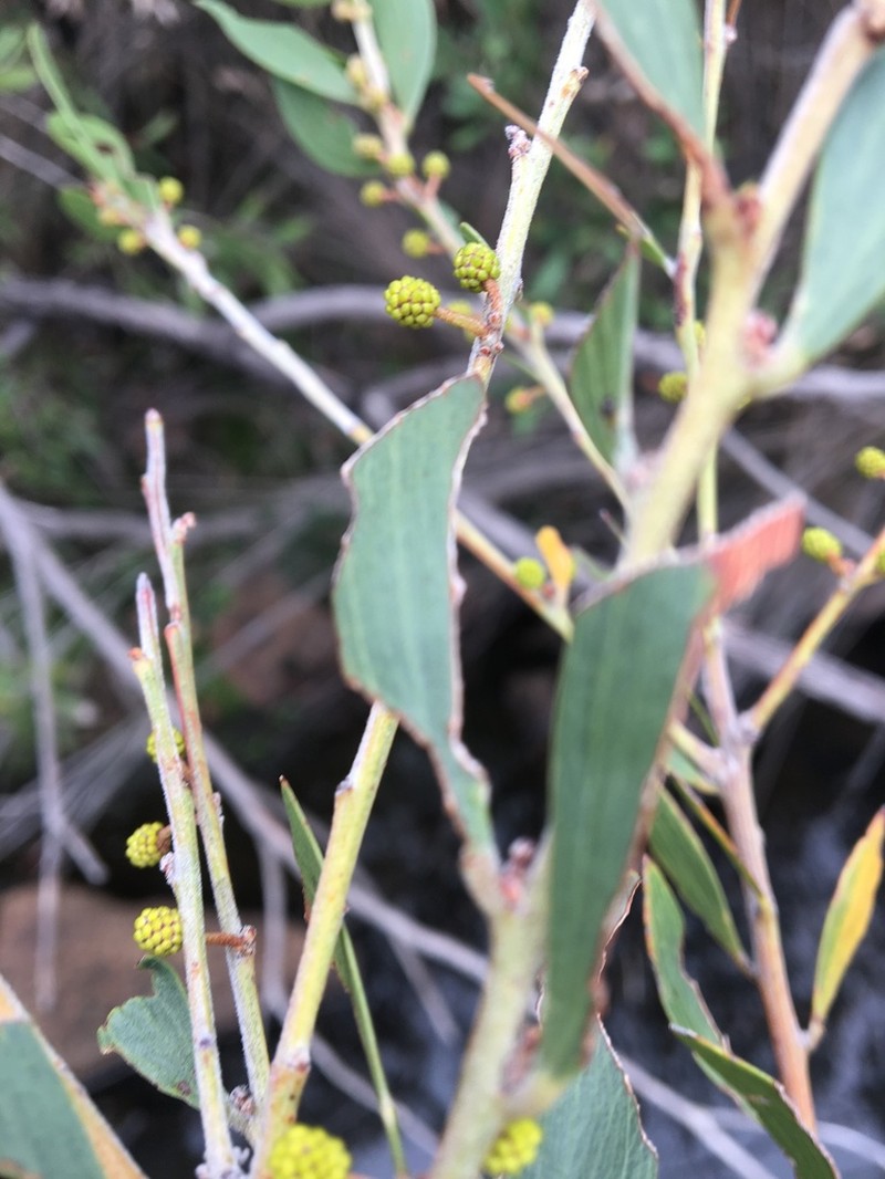 Acacia venulosa photo 6