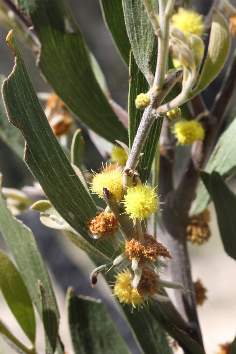Acacia venulosa photo 7