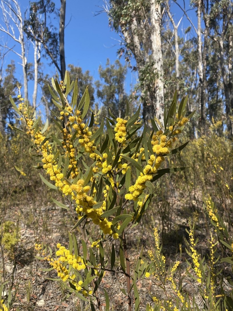 Acacia venulosa photo 8