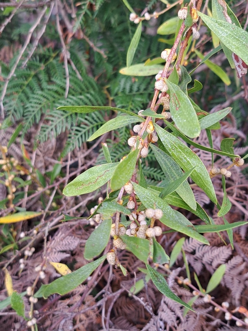 Acacia verniciflua photo 2