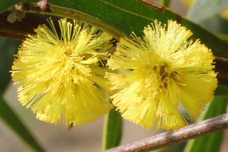 Acacia verniciflua photo 3