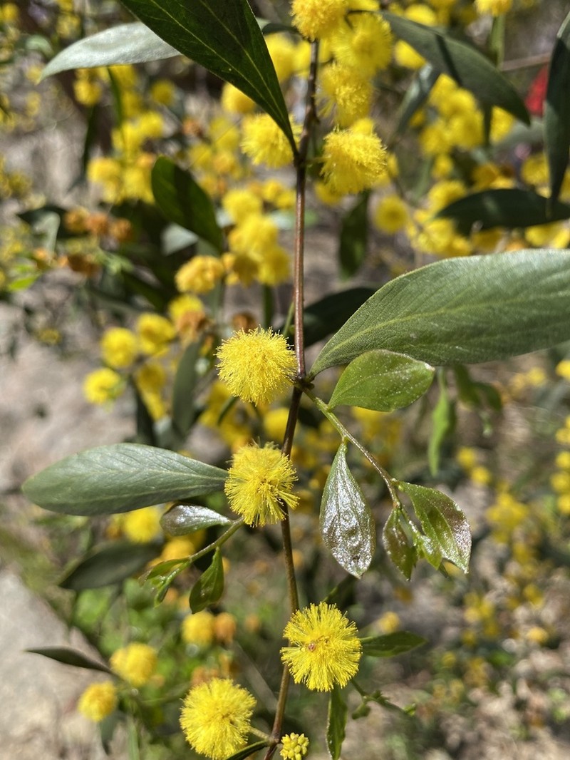 Acacia verniciflua photo 4