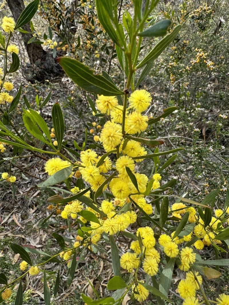Acacia verniciflua photo 5