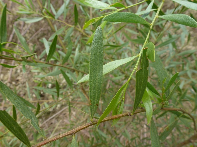 Acacia verniciflua photo 6