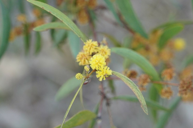 Acacia verniciflua photo 7