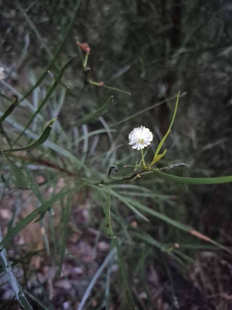 Acacia veronica photo 3