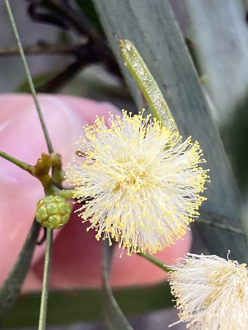 Acacia veronica photo 4