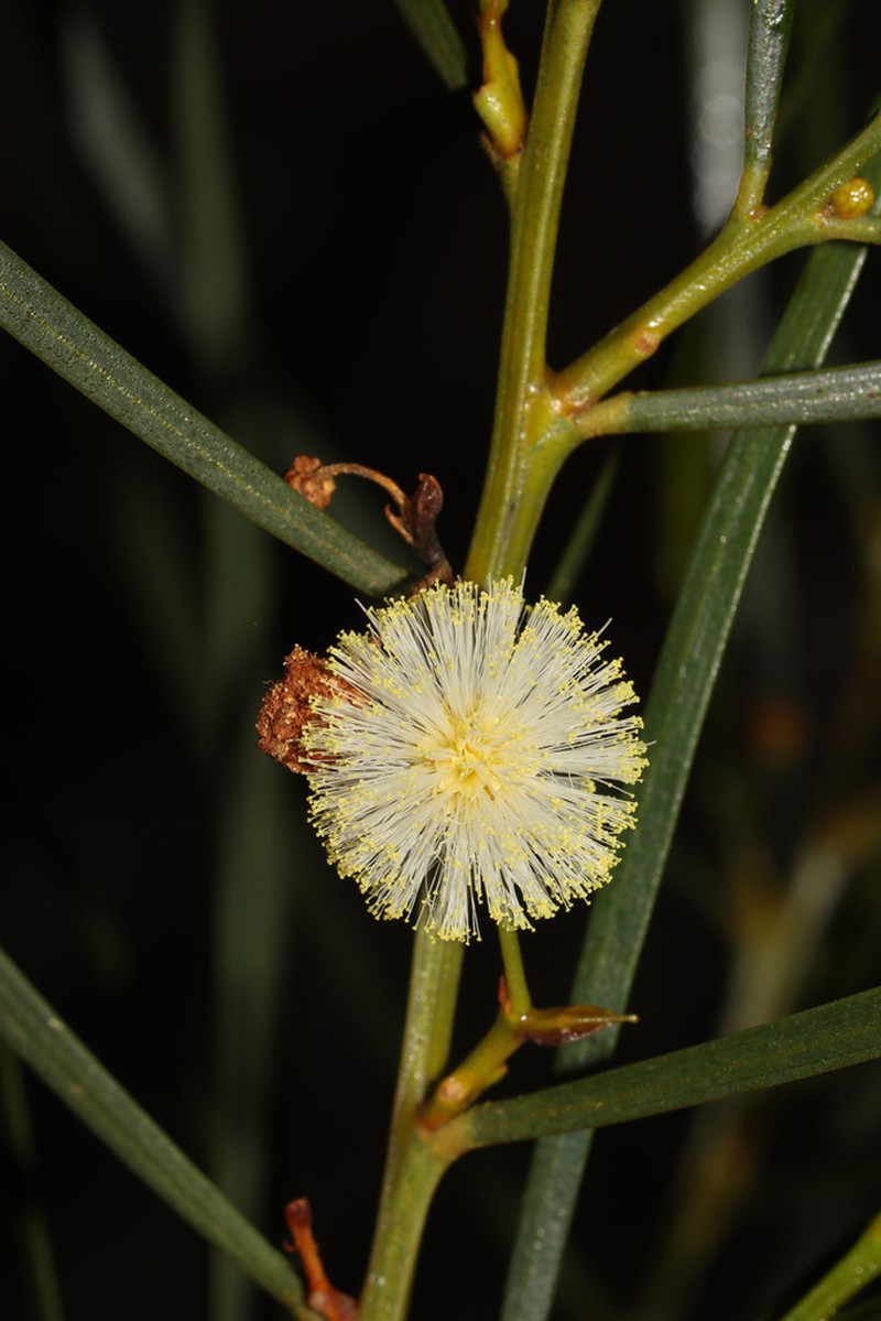 Acacia veronica photo 5