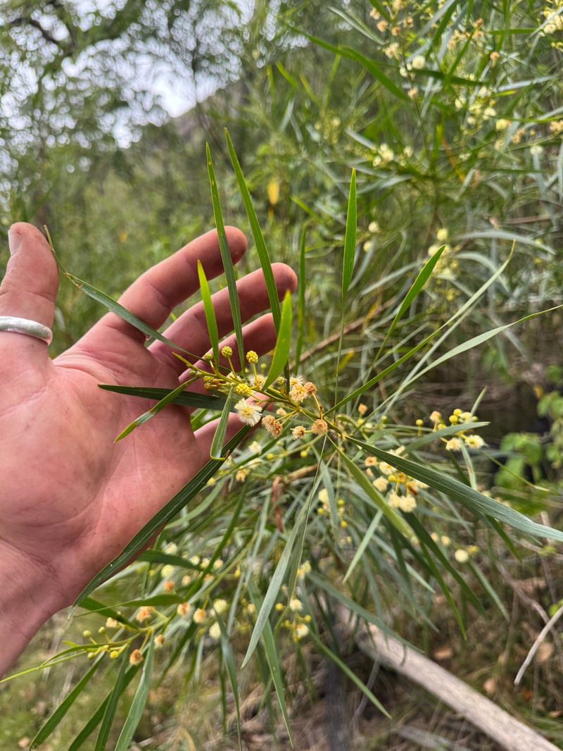 Acacia veronica photo 7