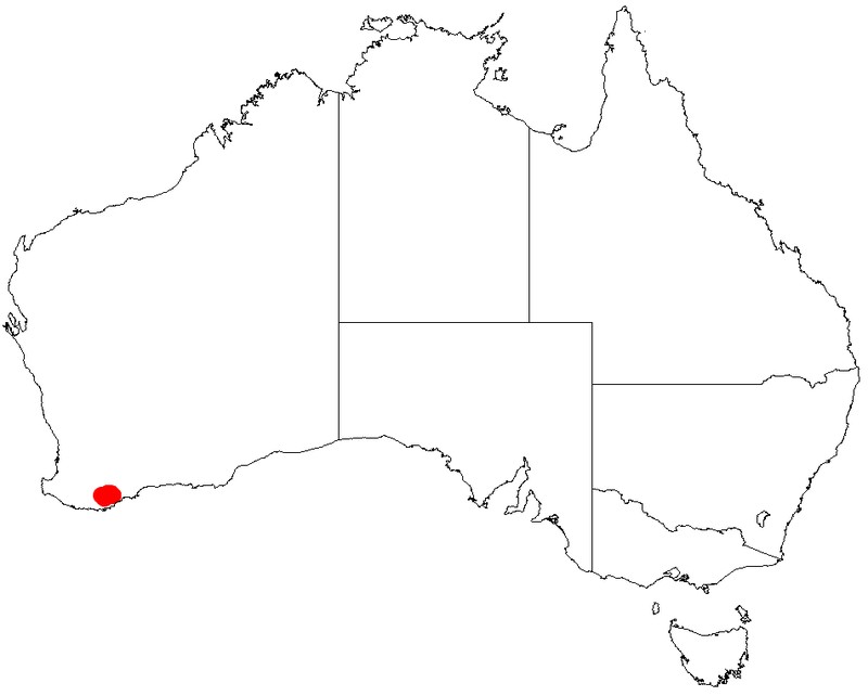 Acacia veronica