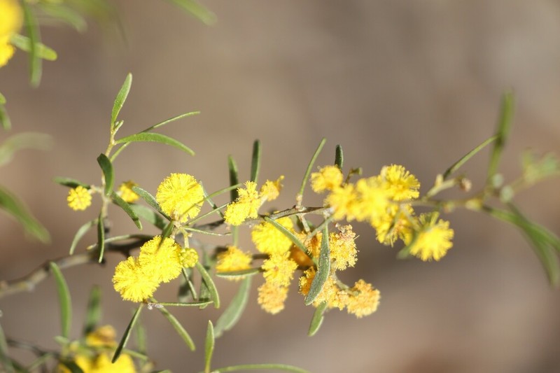 Acacia verricula photo 3
