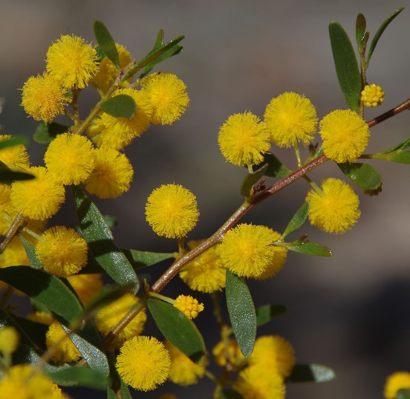 Acacia verricula photo 4