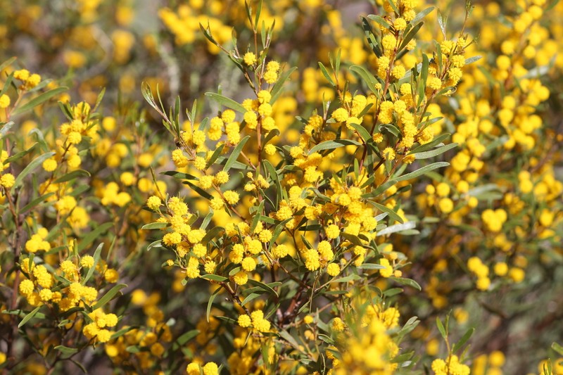 Acacia verricula photo 5