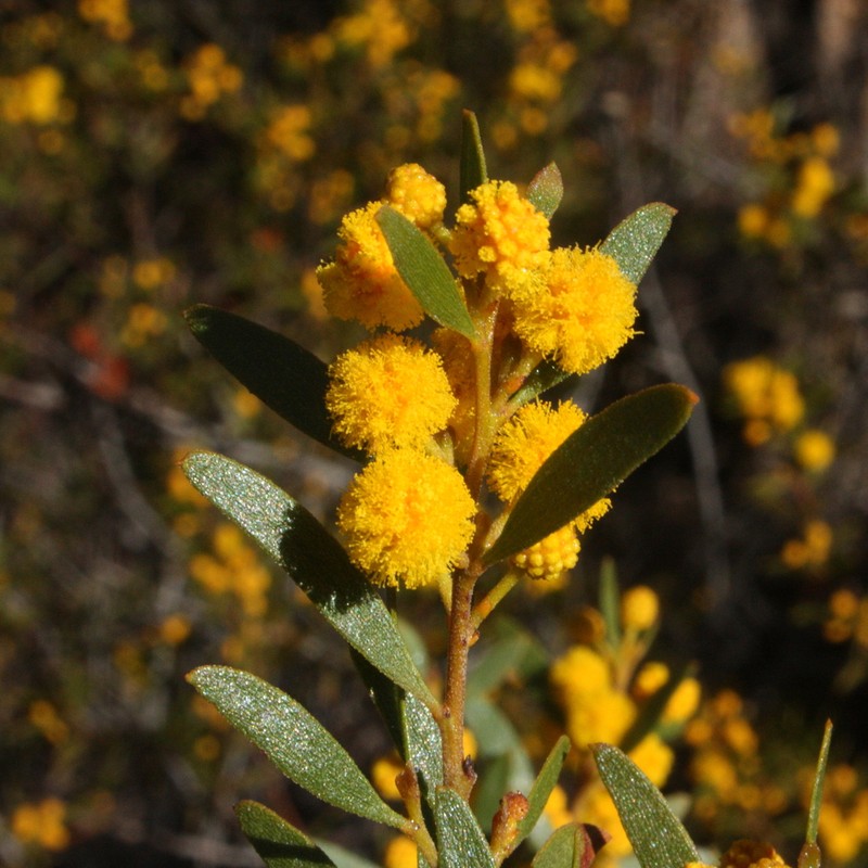 Acacia verricula photo 6