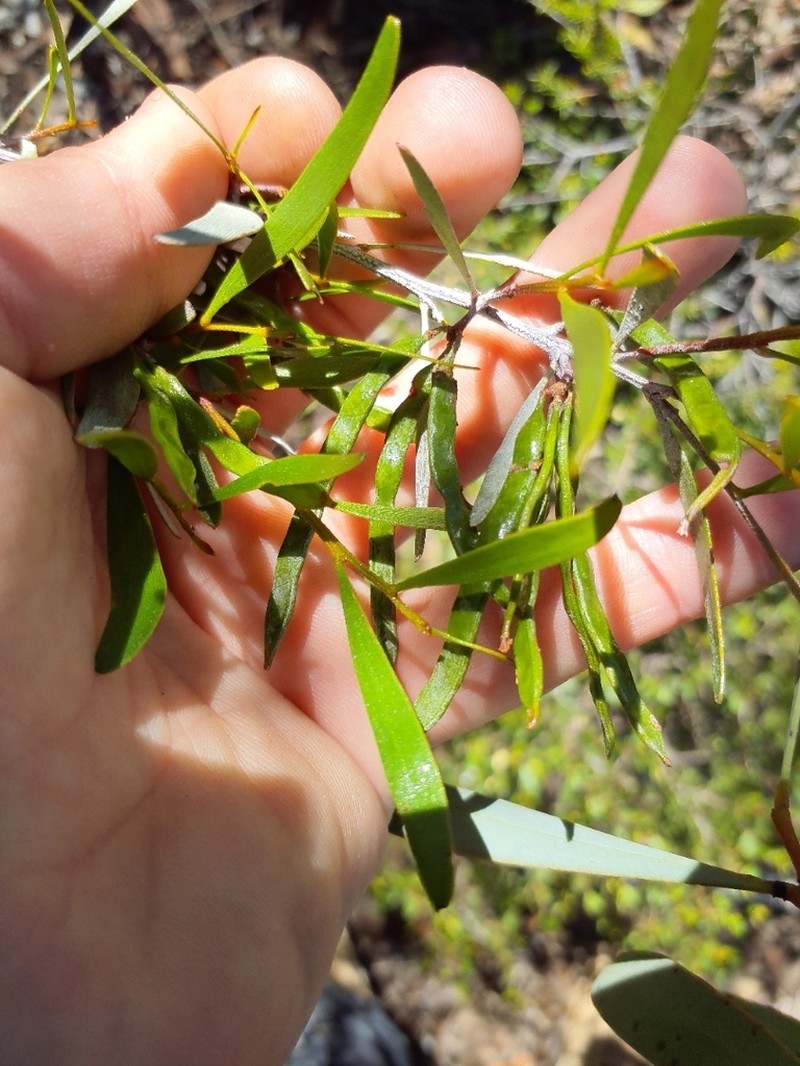 Acacia verricula photo 7