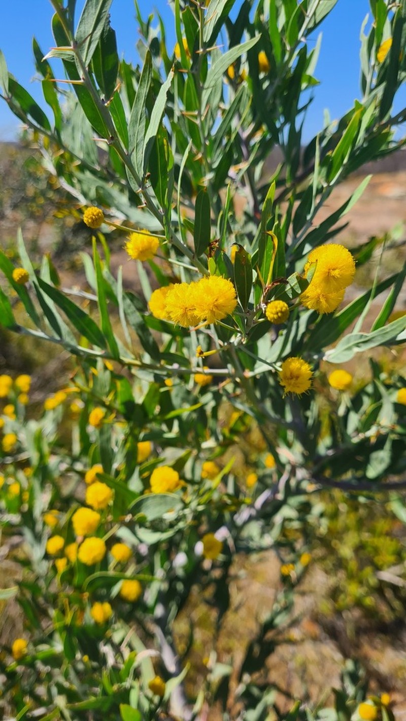 Acacia verricula photo 8
