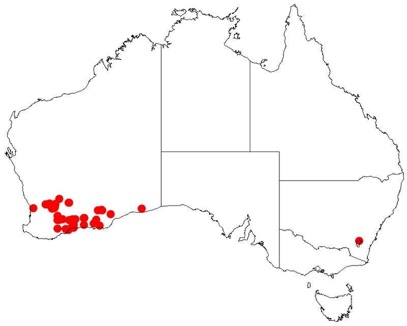 Acacia verricula