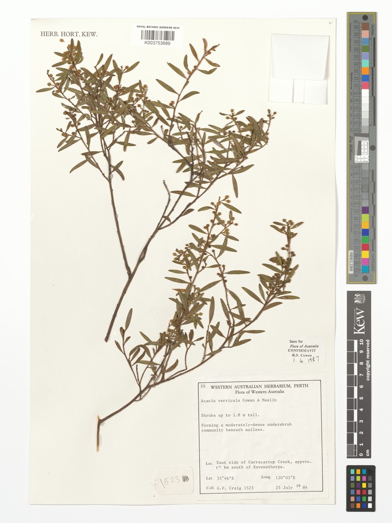 Acacia verricula photo 2