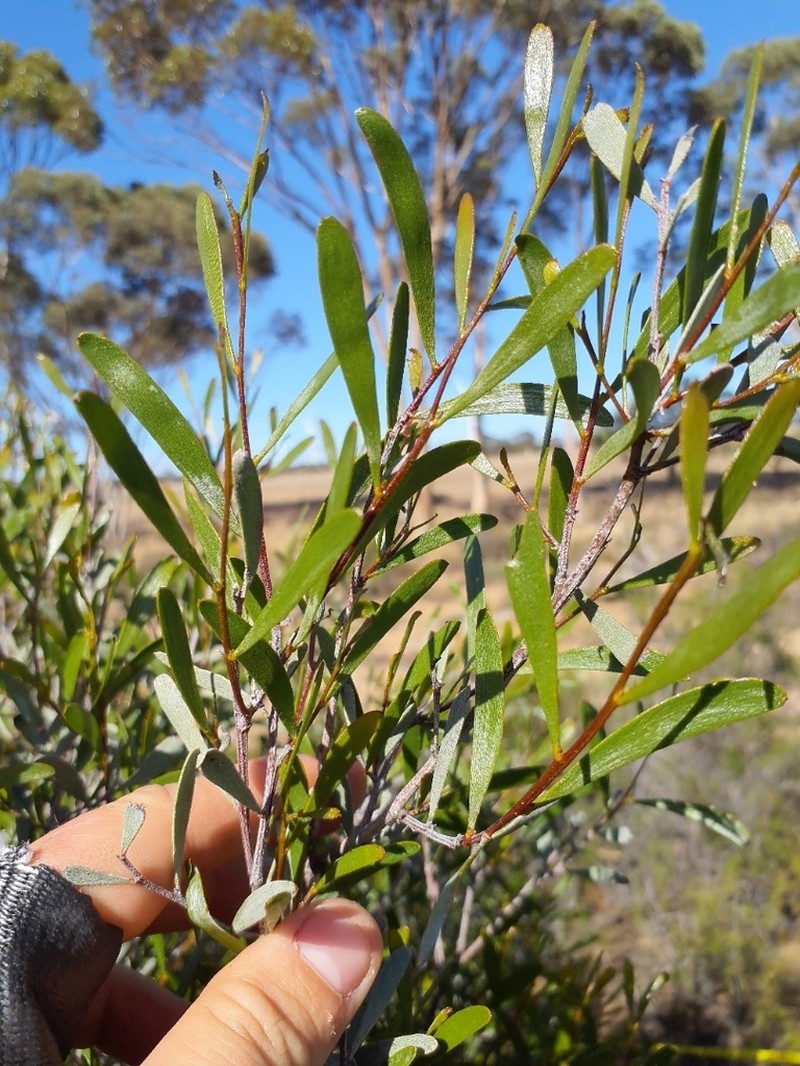 Acacia verricula photo 3