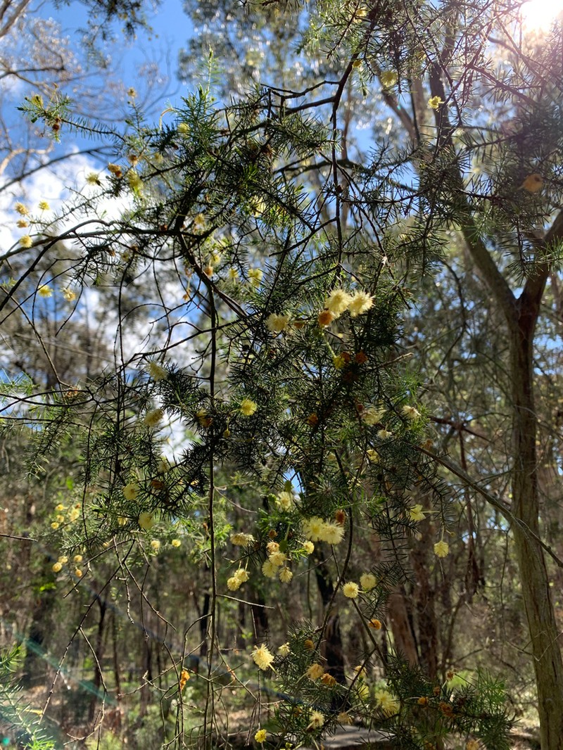 Prickly Moses photo 7