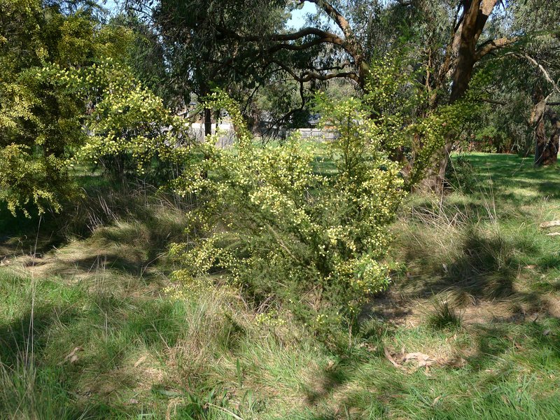 Prickly Moses photo 6
