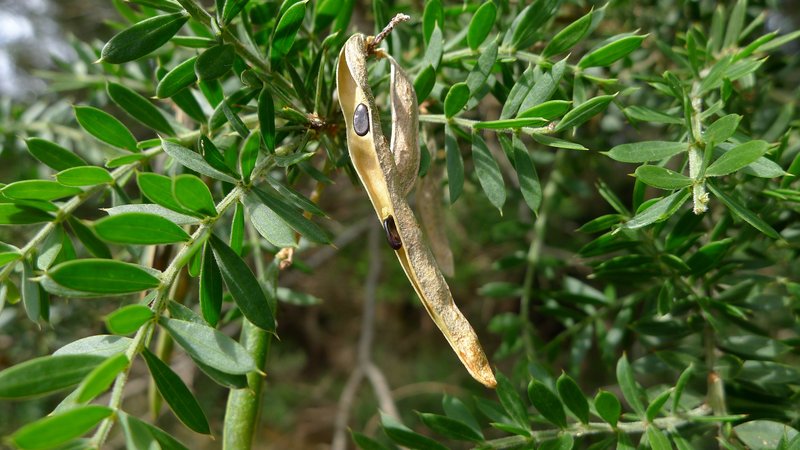 Prickly Moses photo 7