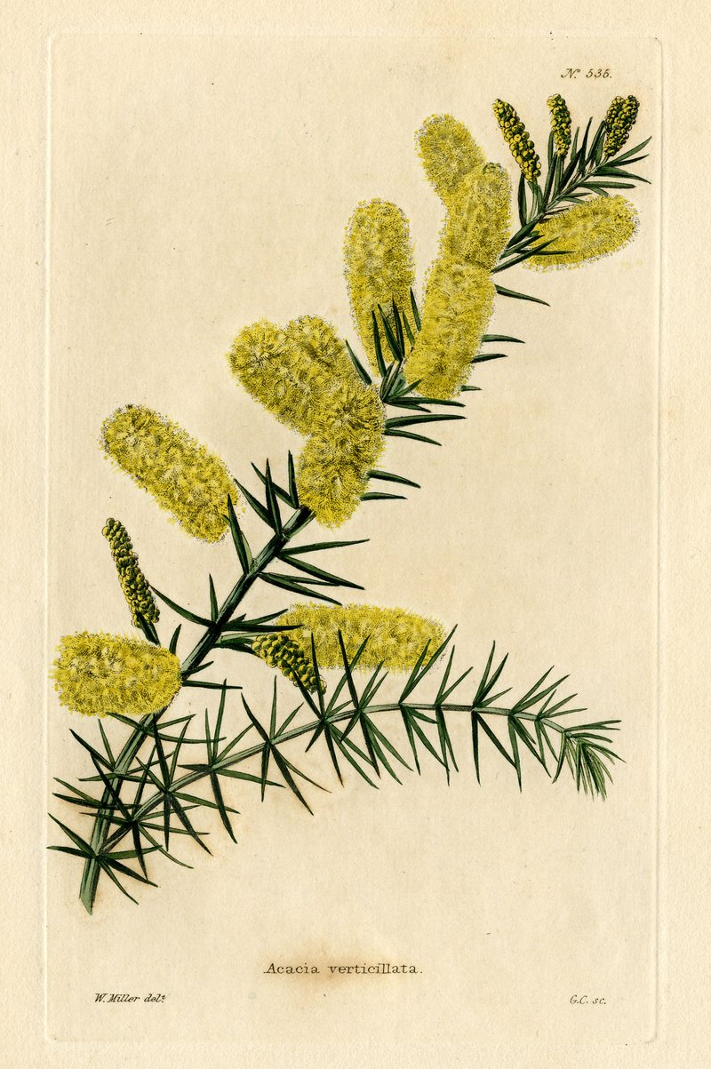 Prickly Moses photo 4