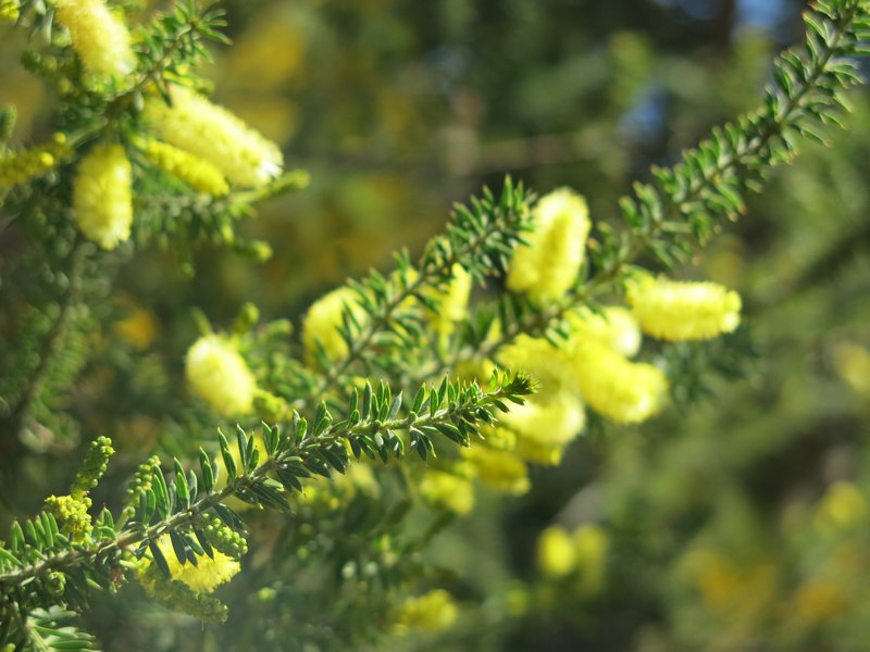 Prickly Moses photo 8