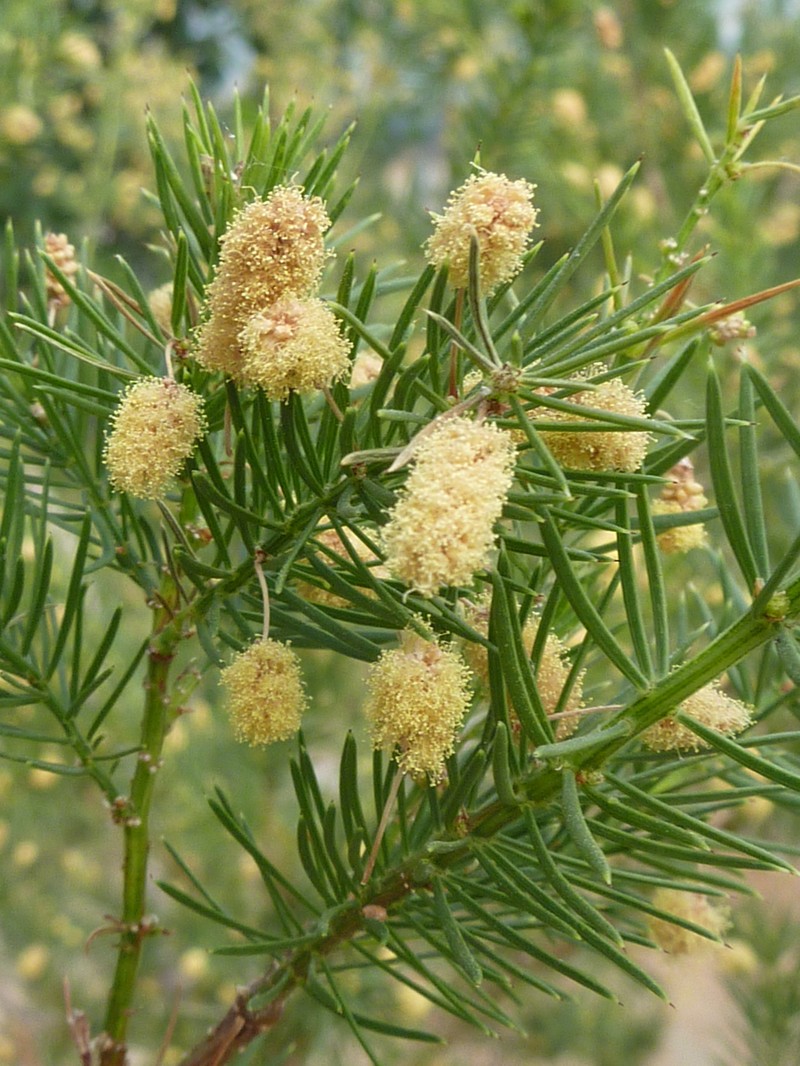 Prickly Moses photo 2