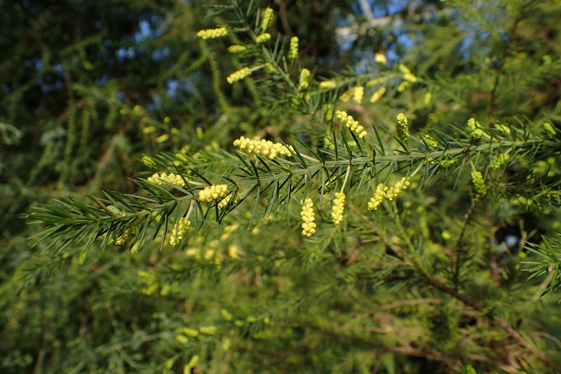 Prickly Moses photo 3