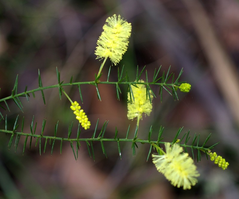 Prickly Moses photo 4