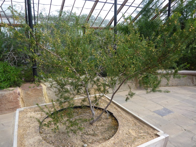 Prickly Moses photo 5