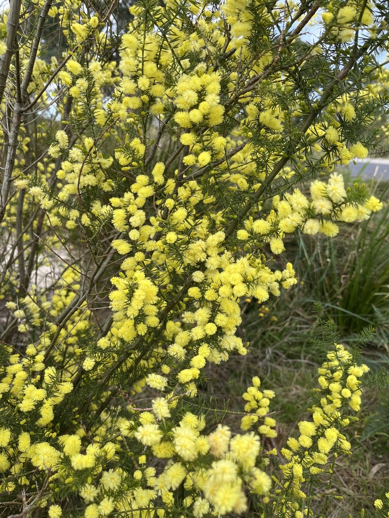 Acacia verticillata subsp. cephalantha