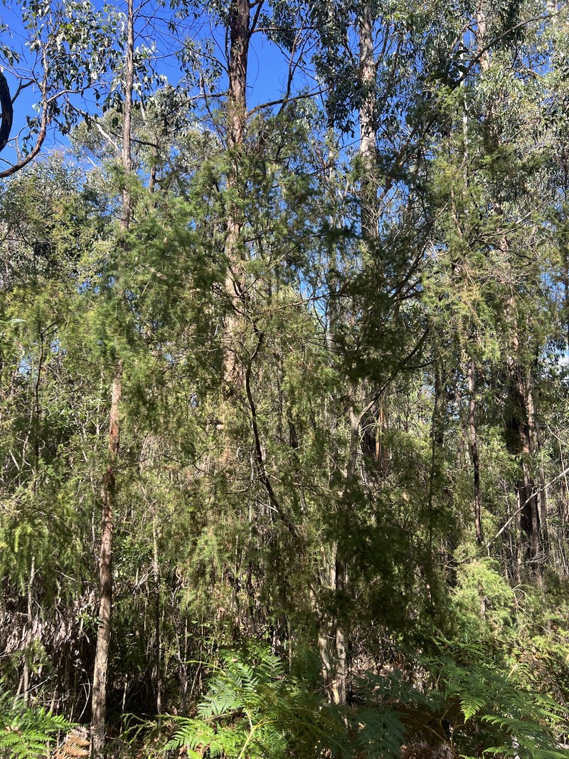 Acacia verticillata subsp. cephalantha photo 2