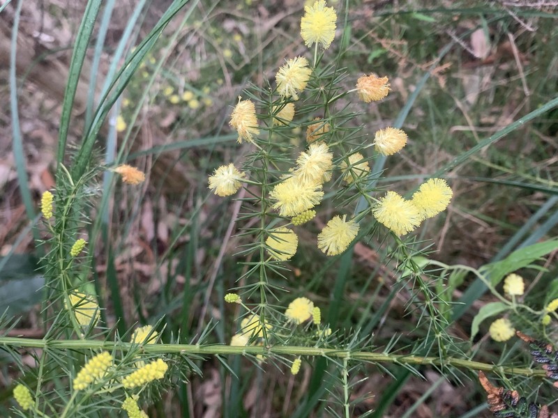 Acacia verticillata subsp. cephalantha photo 3