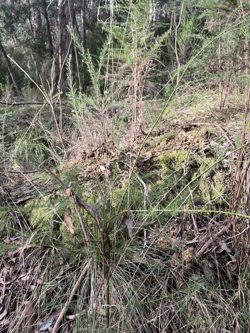 Acacia verticillata subsp. cephalantha photo 4