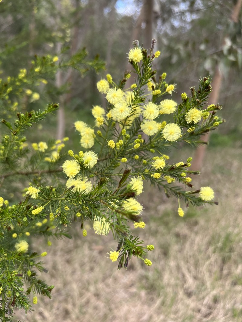 Acacia verticillata subsp. cephalantha photo 5