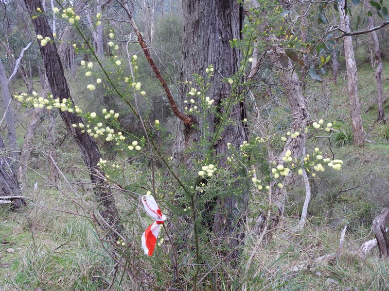 Acacia verticillata subsp. cephalantha photo 6