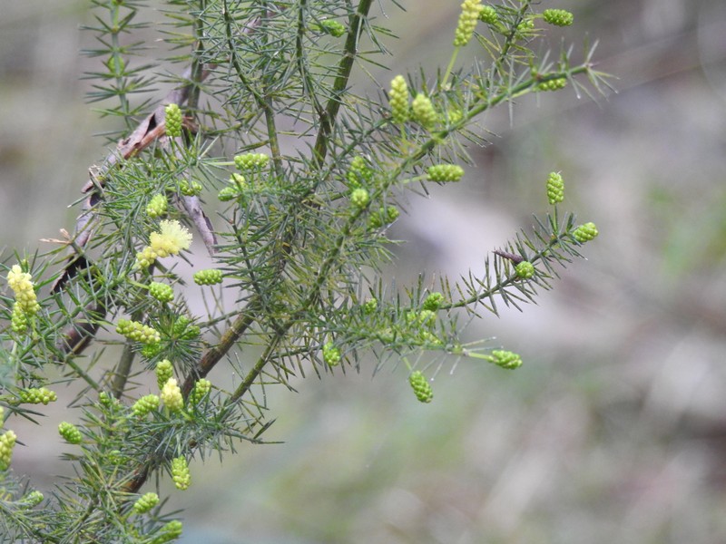 Acacia verticillata subsp. cephalantha photo 7