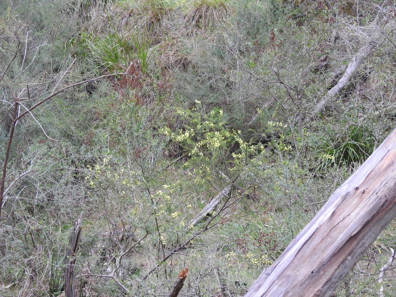 Acacia verticillata subsp. cephalantha photo 8