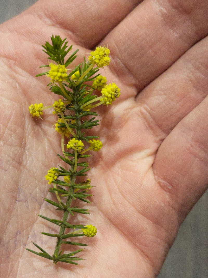 Acacia verticillata subsp. ovoidea