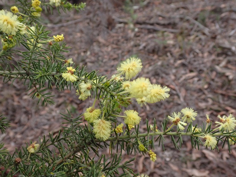 Acacia verticillata subsp. ovoidea photo 2