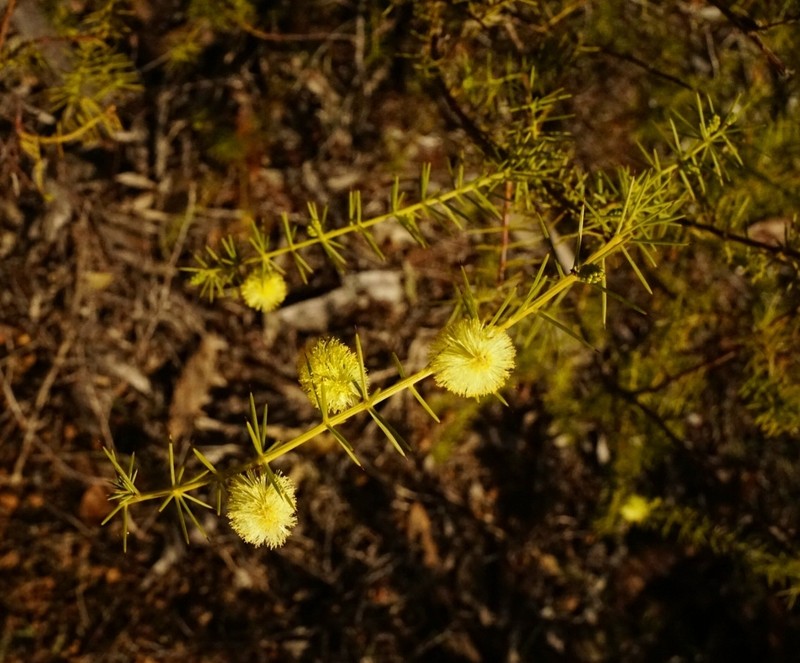 Acacia verticillata subsp. ovoidea photo 3