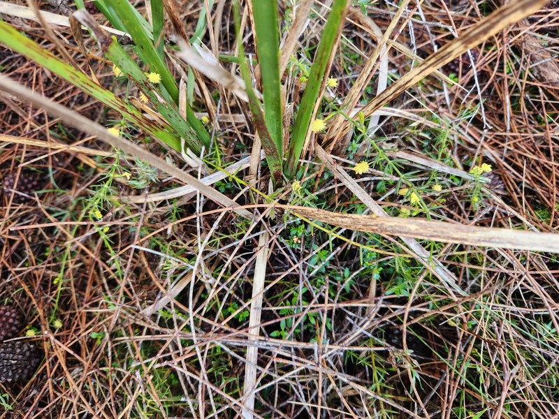 Acacia verticillata subsp. ovoidea photo 4